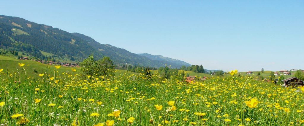 Meadow of yellow wildflowers with rolling hills in the background.