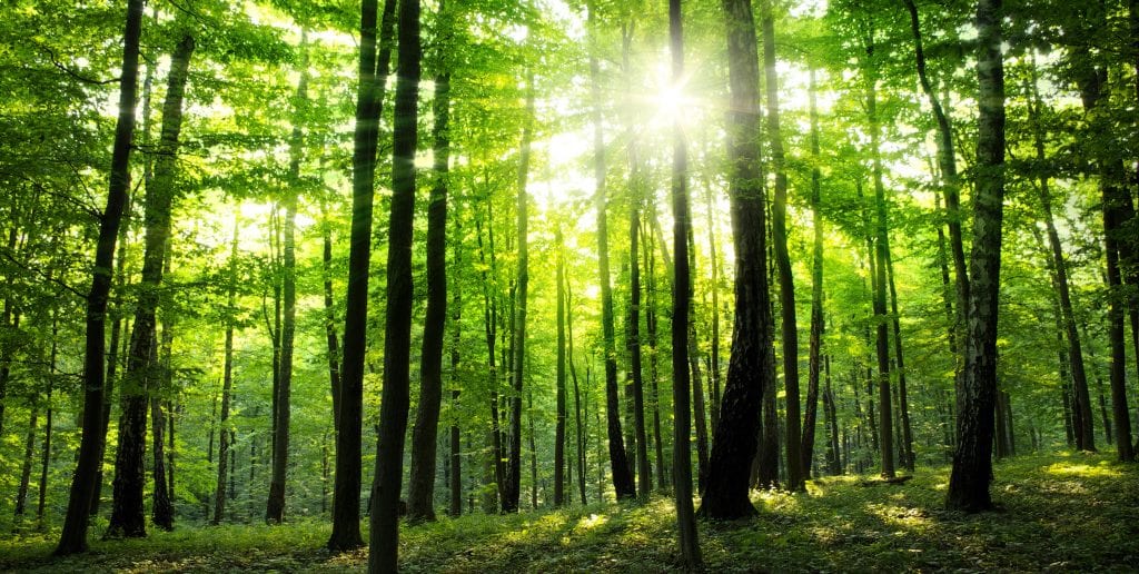 An image of a forest: sunlight shines through the dense green canopy, lighting the forest with a natural green light