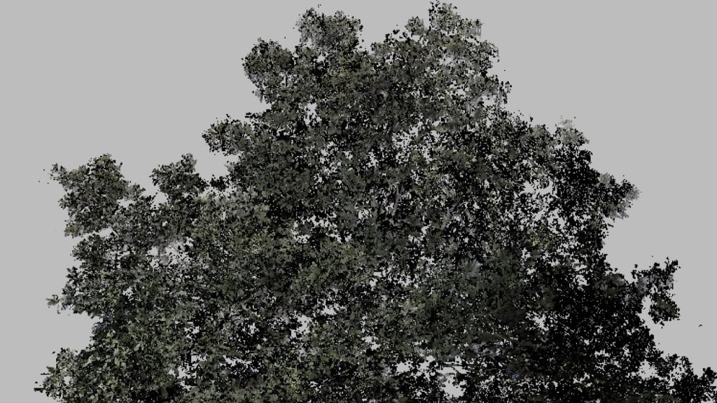 black and white image of trees