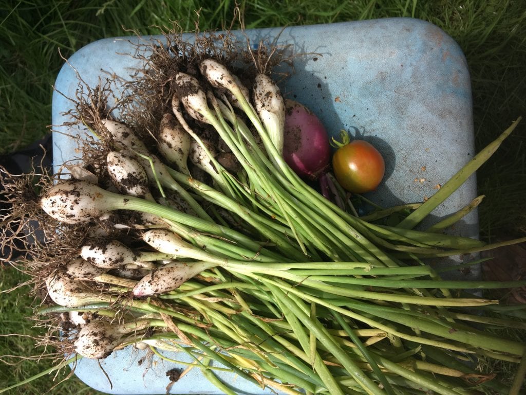 image of a basket of freshly picked vegetables. there are spring onions and tomatoes