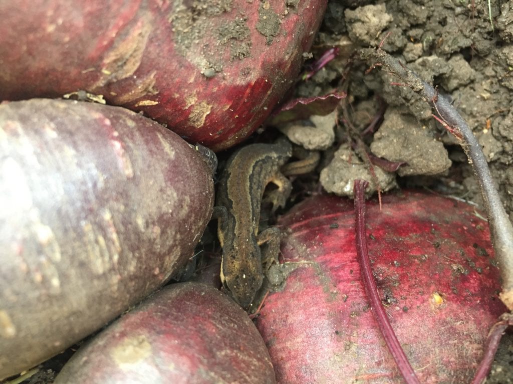 close up of potatoes growing in the ground